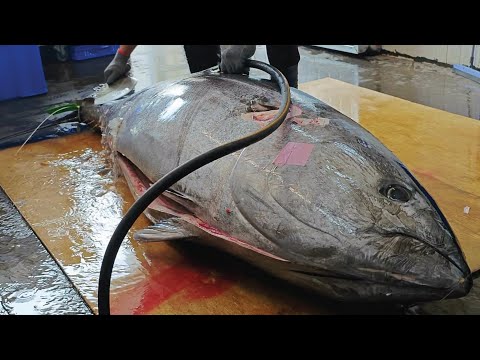 Amazing Giant bluefin tuna cutting Master , Sashimi/580磅!巨大黑鮪魚切割秀,終極A5和牛美味金三角生魚片-Taiwan Street Food