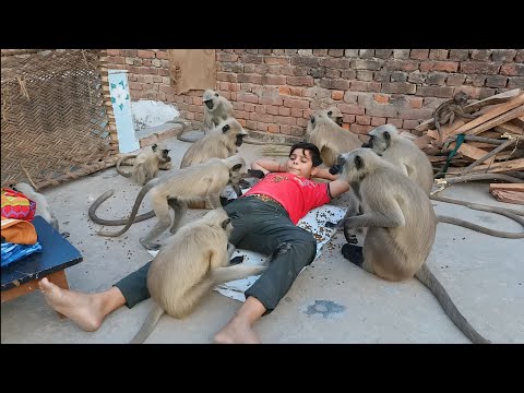 Bandar | Bandar Mama | Bandar Wala | Bandar Wala Cartoon | Bandar Bandar | Monkey Video