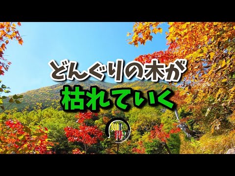 ◆知っ得◆雑学　どんぐりの木であるナラやシイの木がナラ枯れする理由💀 　◆知っ得◆雑学