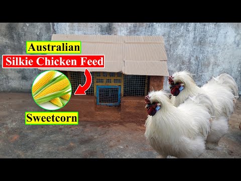 Australian Silkie Chicken Feed | Sweetcorn | Organic Chicken Feed | Birds and Animals Planet