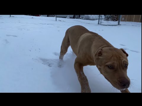 These puppies love the snow