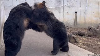 取っ組み合うエゾヒグマ〜日立市かみね動物園【Hokkaido Brown Bear】