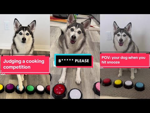 *NEW* Sapphie the Pomsky New TikTok Videos - Best of Sapphie the Pomsky Shorts Compilation 2024