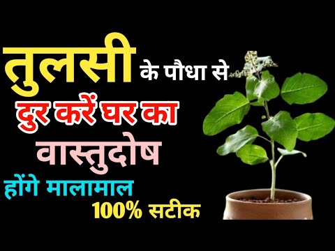 तुलसी के पौधे से दुर करें वास्तुदोष | Vastu Tips For Tulsi | Vastu Tips For Tulsi Plant In home