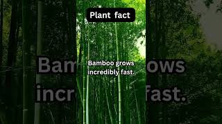 #plantfacts #botanicalwonders #natureknowledge #plantlovers #greenerysecrets #gardening101 #shorts