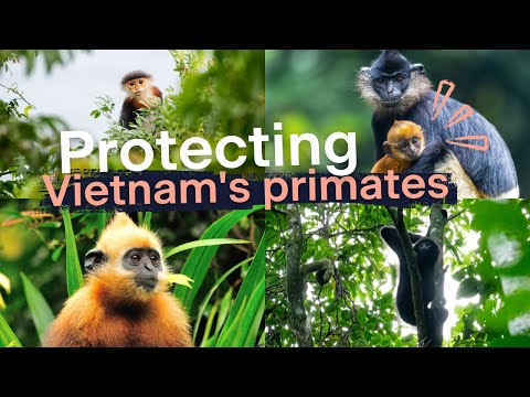 Primate conservation in Vietnam