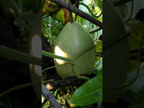 The Harvest That Made Me Smile #उम्मीद है की मैं आपको भी मुस्कुराने को मजबूर कर डुंगी #gardening