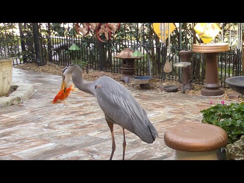 Great Blue Heron Eats Goldfish FYV