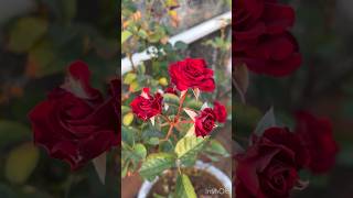 Beautiful Rose in Garden/Flowers in the Garden/Natural Rose/My Terrace Garden - Morning view #shorts