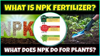 What Is NPK Fertilizer? What Does NPK Do for Plants? How to Use it?