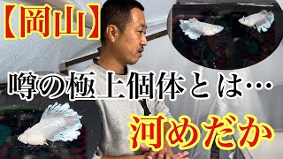 【岡山】極上個体が凄かった！めだか飼育場訪問(河めだか)