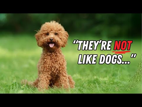 Things ONLY Poodle Parents Will Understand (Seriously)