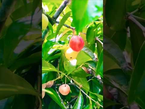 LETSGOGREEN Fruit | Viral Short Video | Trending Shorts | #shorts #short #shortvideo #youtubeshorts