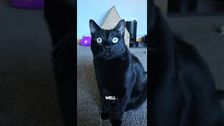 One less thing to worry about😁 #cat #blackcat #sarcasm #joke #catsofyoutube