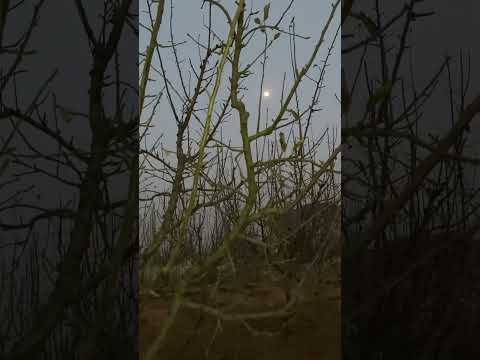 Beautiful full moon view from an apple orchard #nature #fullmoon