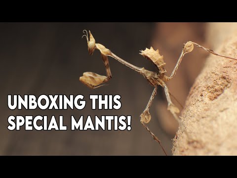 New Arrivals in the Nature Room! [UNBOXING]