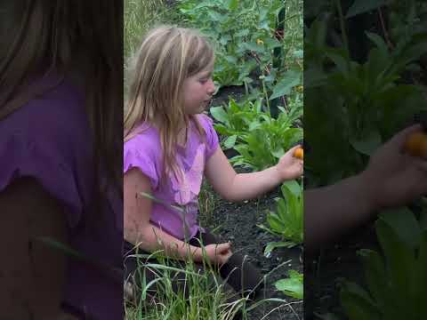 When Your Daughter Lives for the Tomatoes You Grow on Your Farm