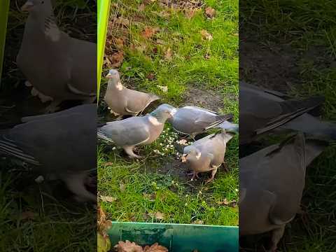 Birds munching and crunching on bread 🍞🕊️🦅#shortsvideo #birds #woodpigeon #love