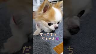 #ロングコートチワワ  #障害犬の日常  #抱っこ 呼んでも動かない😆