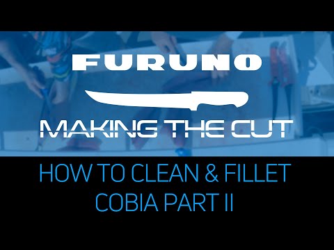 Making the Cut: How to Clean and Fillet a Cobia Part II