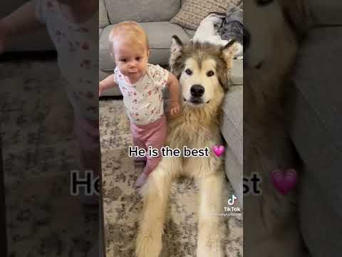 Short video : Smart dogs cause fever #funnyvideo #smartdog