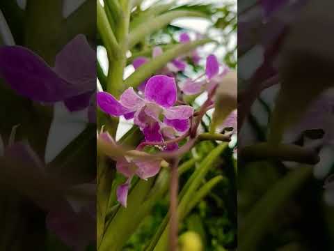 Orchid Flowers 💐🌹🇵🇭 #orchid #plants #flowers #relaxing #beautiful