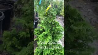 Wells Special Hinoki Cypress Tree Evergreen #wellsspecialhinokicypress #evergreen #tree