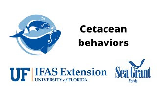 Cetacean behaviors