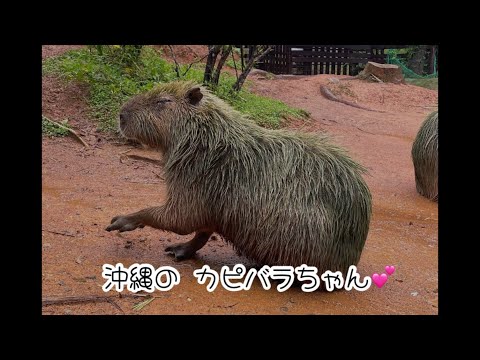 カピバラは緑色だった🫢　雨の日も楽しめる　沖縄東南植物楽園　2024年9月下旬