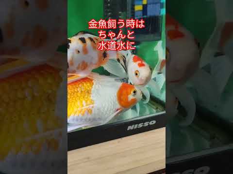 [金魚]　知ってたァ〜　金魚にとって水道水は毒なんだよ😩　#goIdfIsh