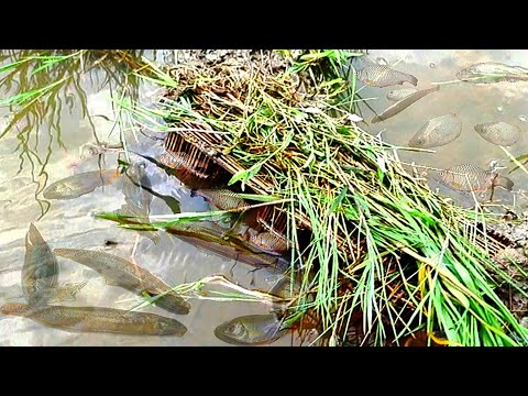 Amazing Village Guni Fishing | বাঁশের ঘুনি দিয়া মাছ ধরা | Best Little Fishing Video village