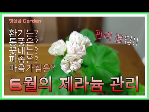 6월의 제라늄 관리ㅣHow to grow Pelargoniums in June.