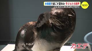 世界遺産の島「宮島」の水族館でオットセイのイベントデビュー　水族館で過ごす夏休み