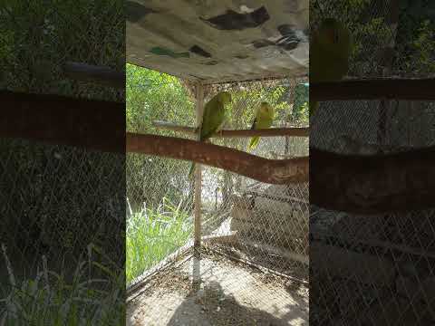 Green ringneck parrots 🦜🦜#greenringneckparrot #greenparrot #birds