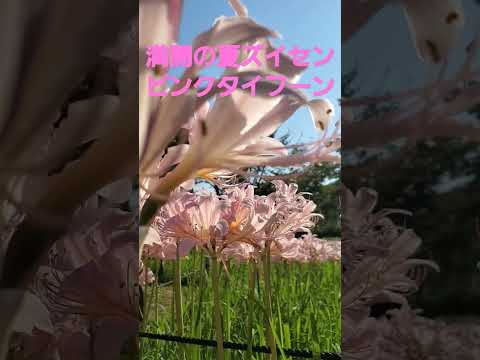 満開の夏ズイセンからピンクタイフーン(ピンクレディー)2024 万博記念公園 #music #flowers #ピンクレディー #ナツズイセン #ヒガンバナ科 #万博記念公園