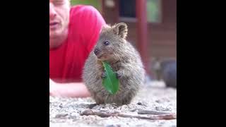 happiest animal #edit #shorts #wildlife #animals #quokka #happyanimals