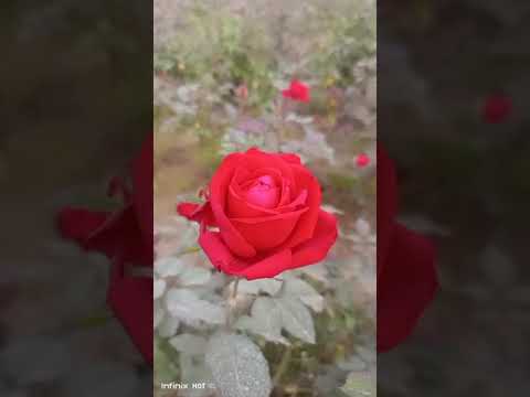 wow.😍 colourful rose flowers |today flowers |#rosegarden #satisfying #flowergarden #viral