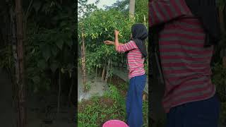 Petani cabai viral 2025 #cabai #agriculture #farming