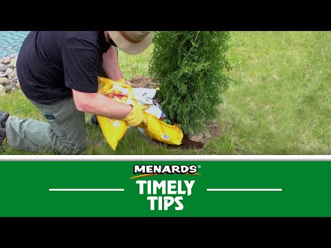 Timely Tips: How To Plant a Tree