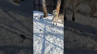 Snow Zoomies