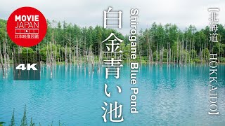 北海道　美瑛　白金青い池 4K Shirogane Blue Pond