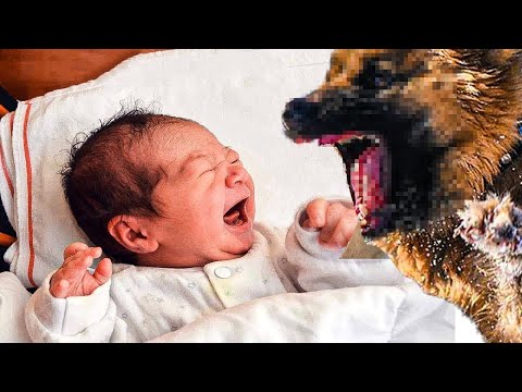 Dog Won't Stop Barking While The Baby Is Sleeping. When Parents Find Out Why They Called The Police