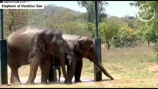 The Most Adorable Elephant Calves at Arignar Anna Zoological Park