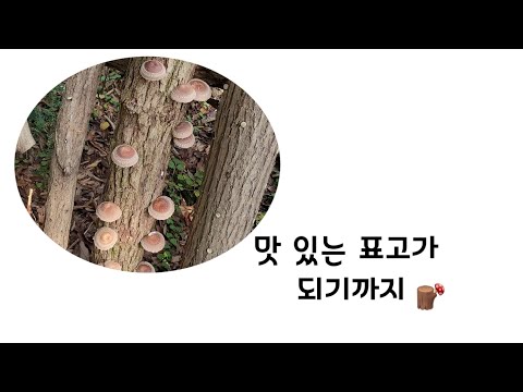 표고 버섯이 나오기 까지