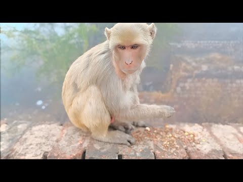 Bandar | Bandar Mama | Bandar Wala | Bandar Wala Cartoon | Bandar Bandar | Monkey Video