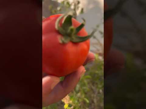 Organic red tomato 🍅 Harvest fresh from garden (S-126) #shorts #youtubeshorts #tomatoharvest #garden