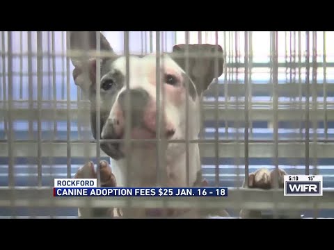 Winnebago County Animal Services hosts reduced-fee dog adoption event