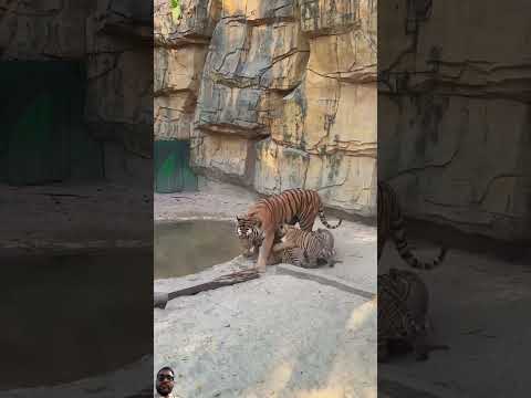 #tiger #animals #zoo #lion #funny #kitten #adorable #tigercub #cute #kitty