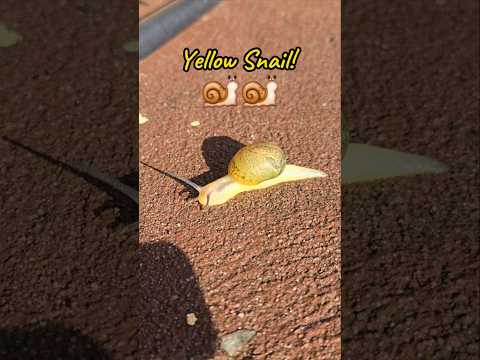 Yellow Snail! 🐌🐌🐌 #findinggspots