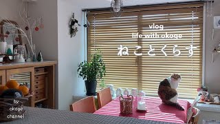 Life with a cat starts with breakfast/Christmas at home(CATVLOG)